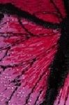 ROSA/FUCSIA
