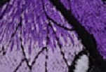 LILA/MALVA